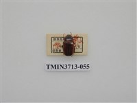 藏品(金龜子科)的圖片